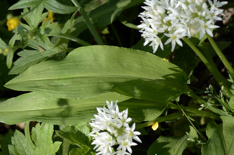 Allium ursinum / Aglio orsino